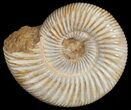 Perisphinctes Ammonite - Jurassic #6868-2